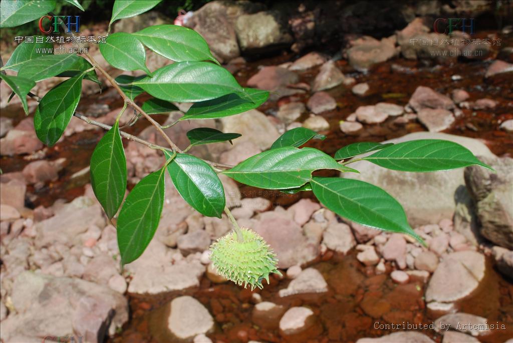 Artocarpus styracifolius